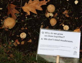 Mushroom Walk