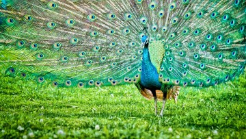 Peacocks are way cool because…