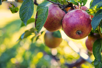 8 Things You Didn’t Know About the Apple Festival
