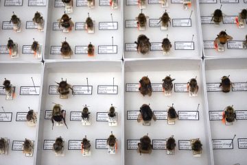 Beaty Biodiversity Lecture Series: A Bee’s Eye View