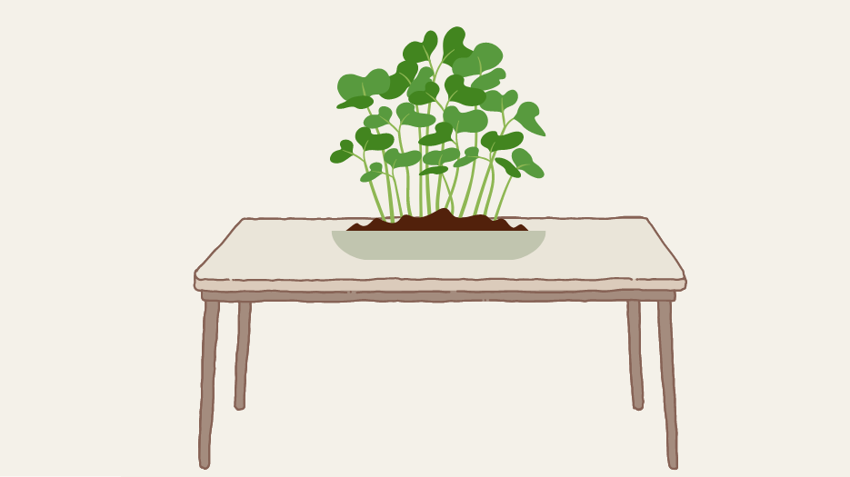 Illustration of a potted plant on a dining table.