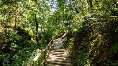 Wooden stairway through a forest.