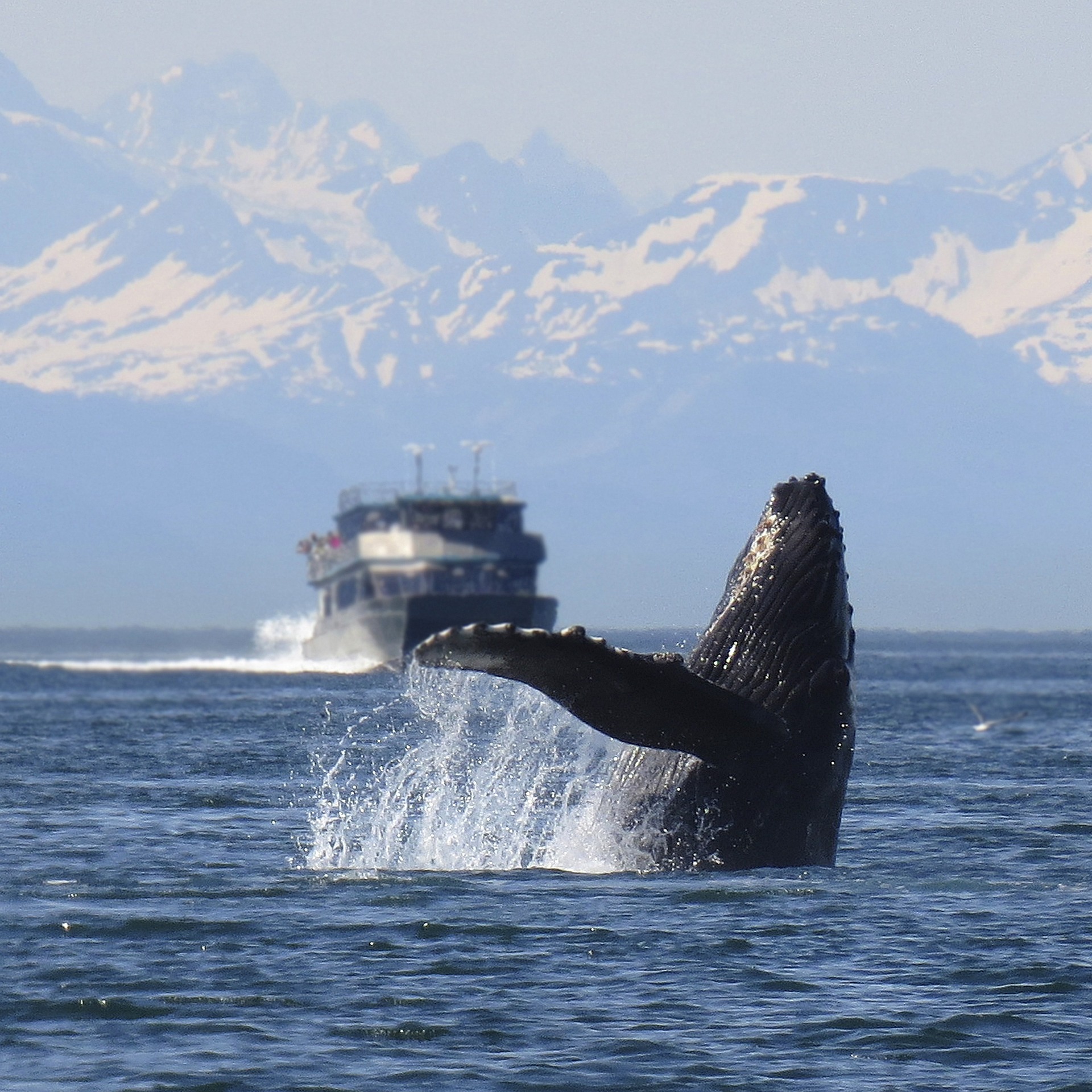 humpback whale breaching the ocean in front of a large boat with mountains in the distance