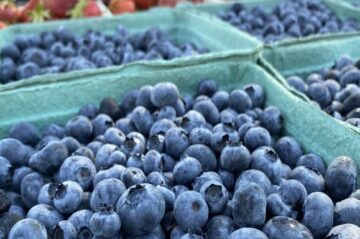 UBC Blueberry Fest